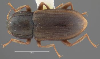 Media type: image;   Entomology 21793 Aspect: habitus dorsal view